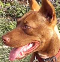 brown female young dog