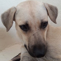mixed retriever
